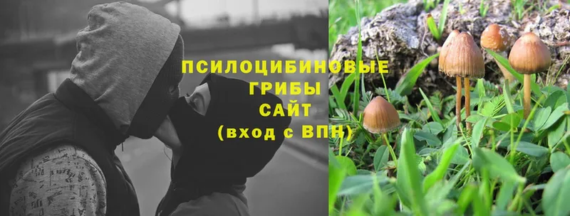 Галлюциногенные грибы Magic Shrooms  Черкесск 